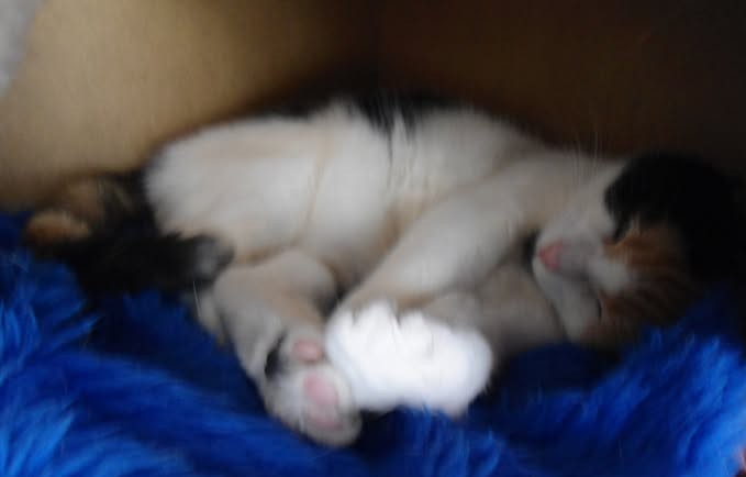 erna63 uploaded   336  day/s  ago