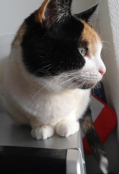 erna63 uploaded   336  day/s  ago