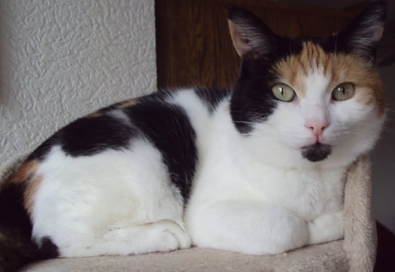 erna63 uploaded   336  day/s  ago