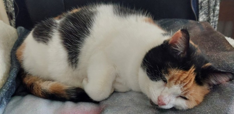 erna63 uploaded   336  day/s  ago