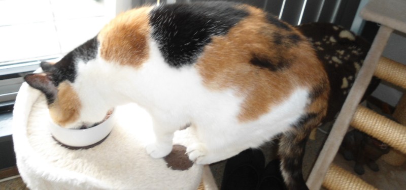 erna63 uploaded   334  day/s  ago