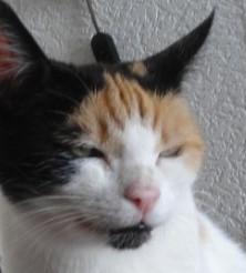 erna63 uploaded   361  day/s  ago