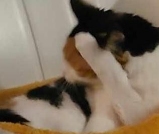 erna63 uploaded   361  day/s  ago