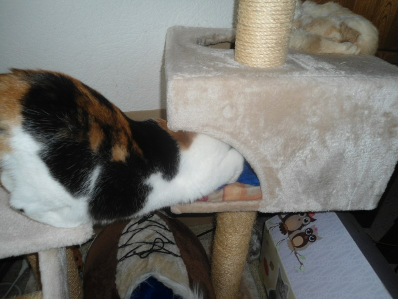 erna63 uploaded   359  day/s  ago