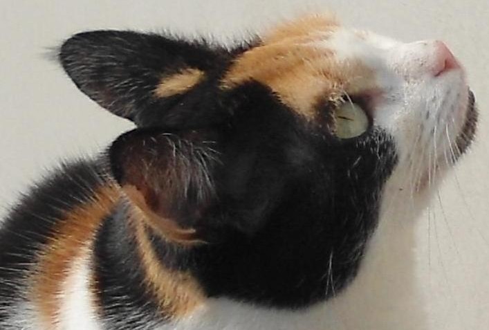 erna63 uploaded   356  day/s  ago