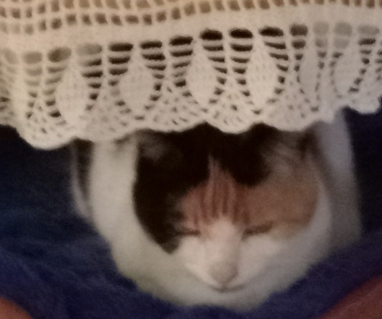 erna63 uploaded   356  day/s  ago