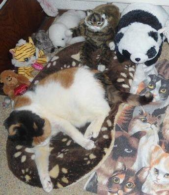 erna63 uploaded   356  day/s  ago