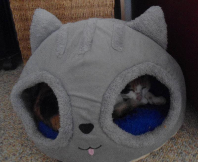 erna63 uploaded   355  day/s  ago