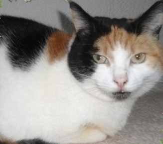 erna63 uploaded   355  day/s  ago