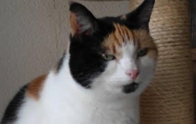 erna63 uploaded   355  day/s  ago