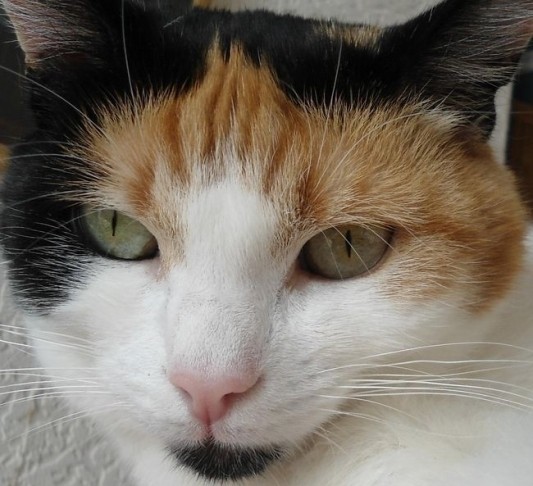 erna63 uploaded   321  day/s  ago