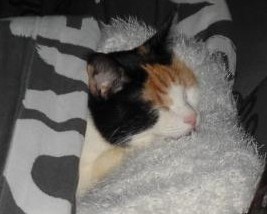 erna63 uploaded   328  day/s  ago