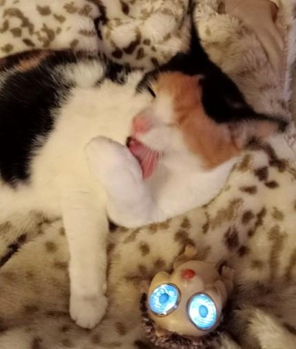 erna63 uploaded   323  day/s  ago