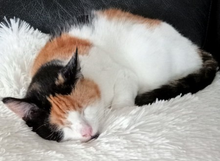 erna63 uploaded   323  day/s  ago