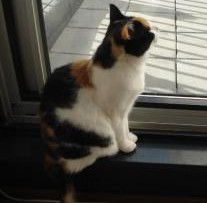 erna63 uploaded   322  day/s  ago