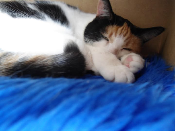 erna63 uploaded   317  day/s  ago