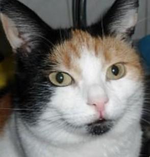 erna63 uploaded   314  day/s  ago