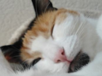 erna63 uploaded   277  day/s  ago