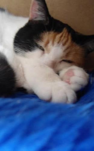 erna63 uploaded   272  day/s  ago