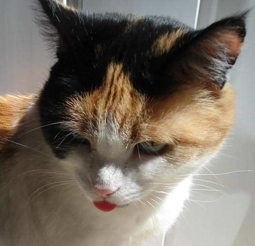 erna63 uploaded   271  day/s  ago