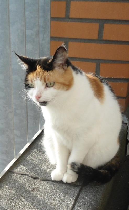 erna63 uploaded   298  day/s  ago