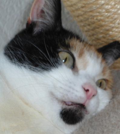 erna63 uploaded   295  day/s  ago