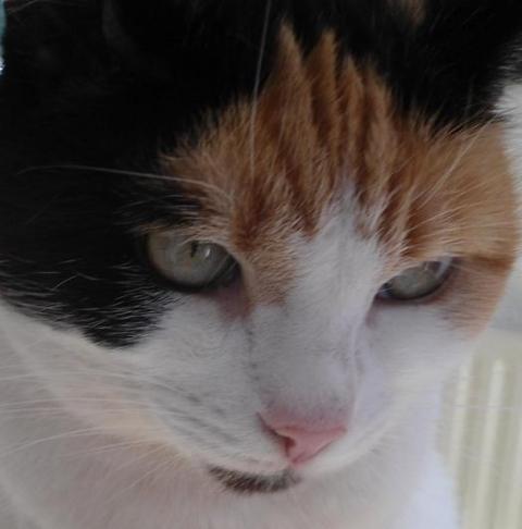 erna63 uploaded   293  day/s  ago