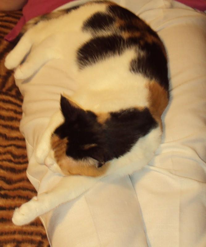 erna63 uploaded   268  day/s  ago