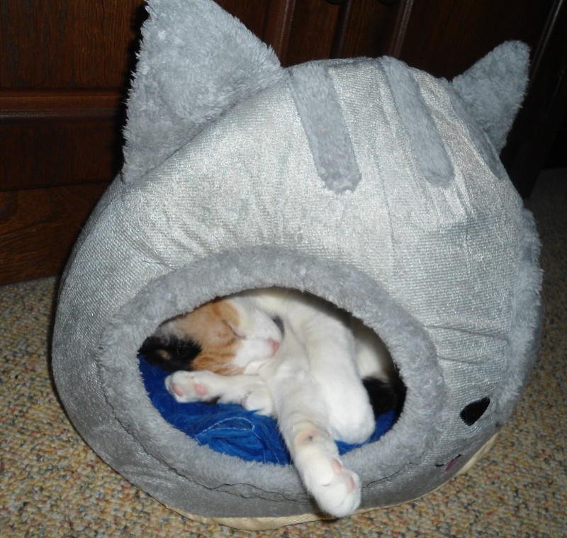 erna63 uploaded   268  day/s  ago