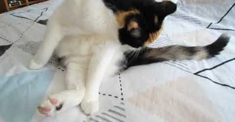 erna63 uploaded   264  day/s  ago