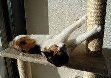 erna63 uploaded   262  day/s  ago