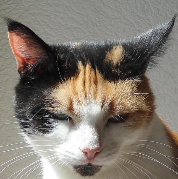 erna63 uploaded   260  day/s  ago