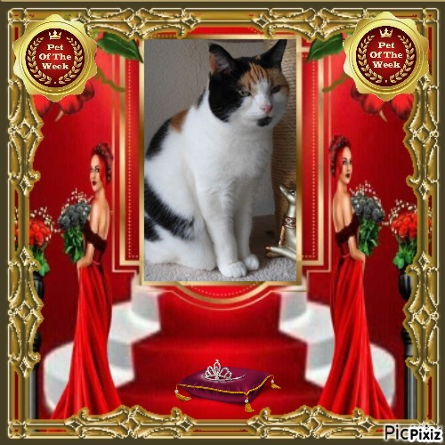 erna63 uploaded   275  day/s  ago