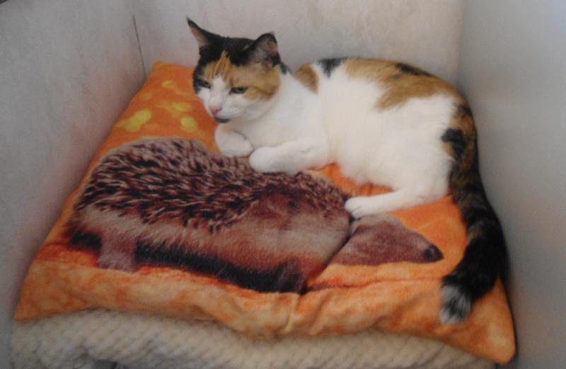 erna63 uploaded   253  day/s  ago