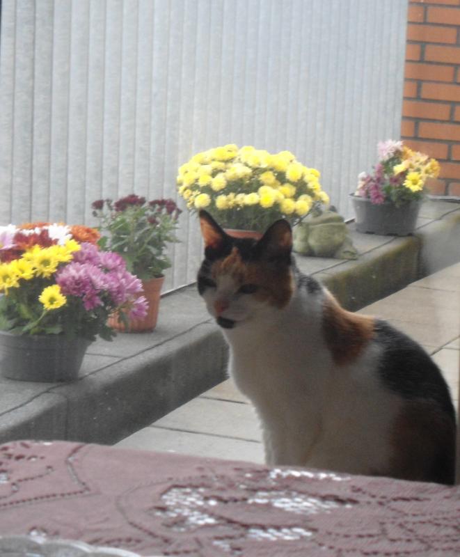 erna63 uploaded   243  day/s  ago