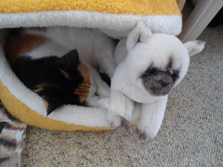 erna63 uploaded   241  day/s  ago