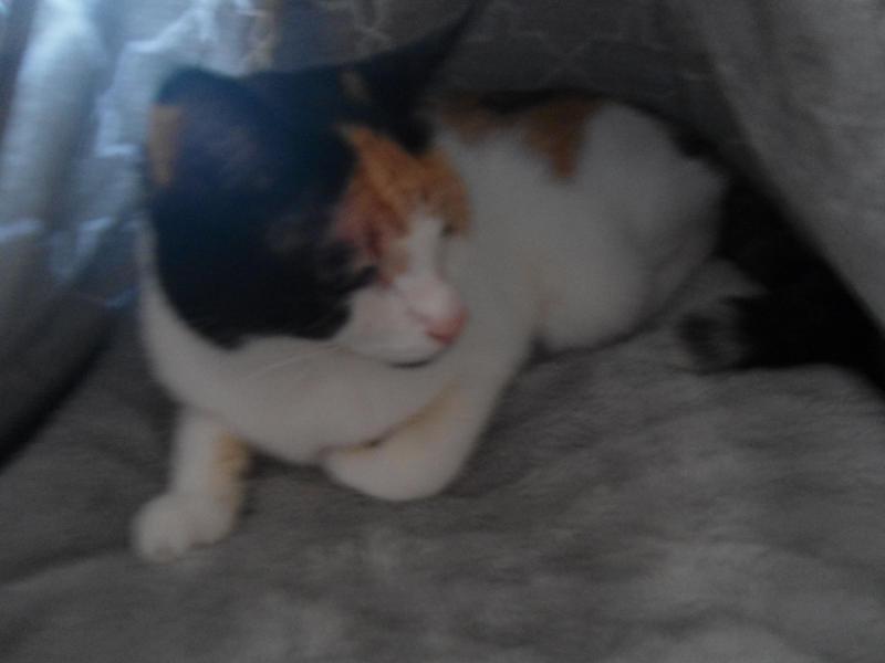 erna63 uploaded   236  day/s  ago