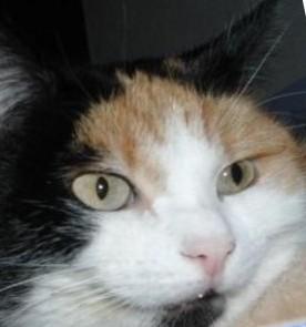 erna63 uploaded   226  day/s  ago