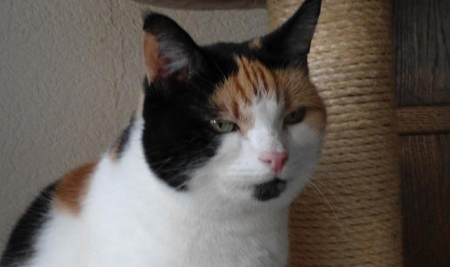 erna63 uploaded   221  day/s  ago