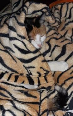 erna63 uploaded   220  day/s  ago