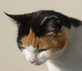 erna63 uploaded   212  day/s  ago