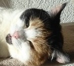 erna63 uploaded   212  day/s  ago