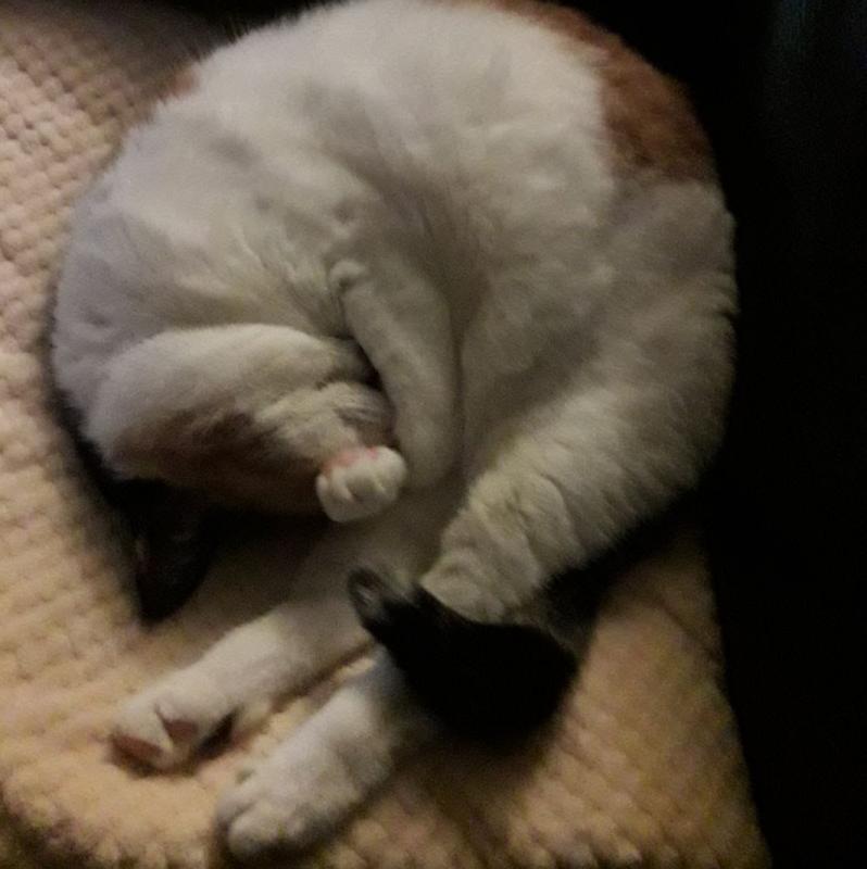 erna63 uploaded   211  day/s  ago