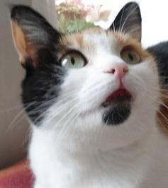 erna63 uploaded   208  day/s  ago