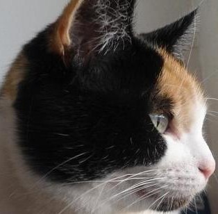 erna63 uploaded   206  day/s  ago