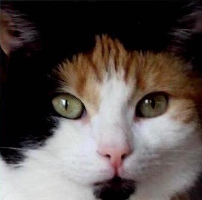 erna63 uploaded   230  day/s  ago