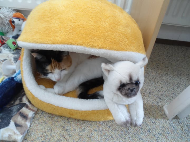 erna63 uploaded   241  day/s  ago