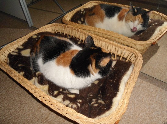 erna63 uploaded   189  day/s  ago