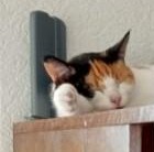 erna63 uploaded   180  day/s  ago