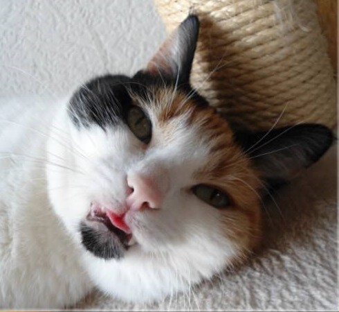 erna63 uploaded   199  day/s  ago